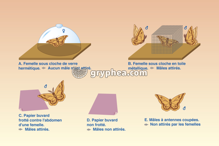 Expérience de mise en évidence des phéromones chez le Grand Paon de nuit par J - gryphea.com